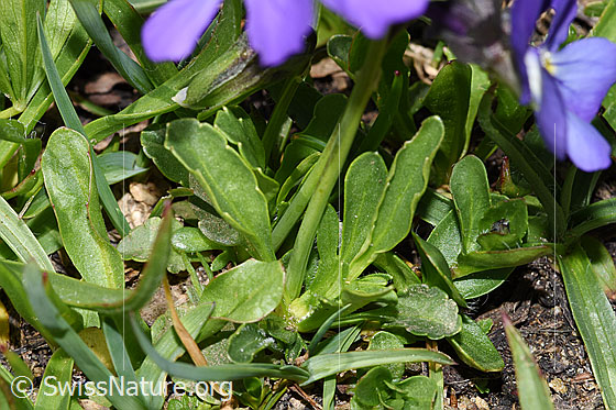 Foto: Langsporniges Stiefmütterchen (Viola calcarata). Stängel und Blätter.