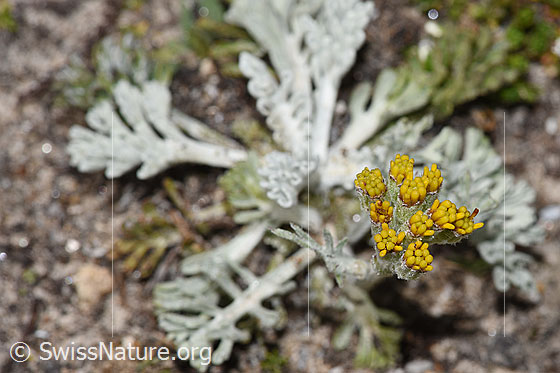 Foto: Graues Greiskraut (Senecio incanus). Geschlossene Blüten.