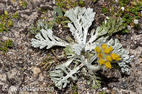Foto: Graues Greiskraut (Senecio incanus). Blätter.