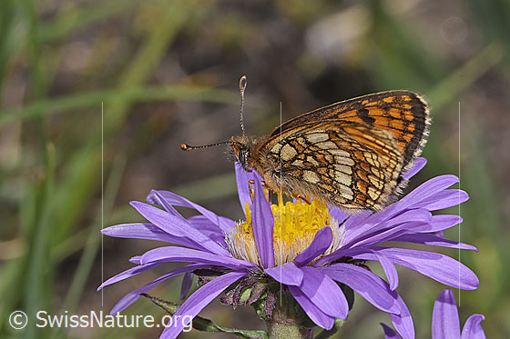 Foto: Wahrscheinlich Wachtelweizen-Scheckenfalter (Melitaea athalia) auf Alpen-Aster (Aster alpinus). Flügel geschlossen. Ansicht von der Seite.