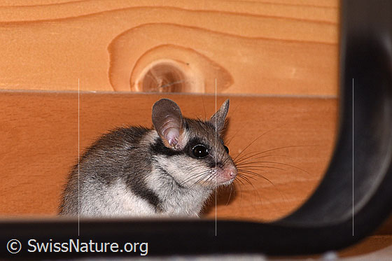 Foto: Gartenschläfer (Eliomys quercinus). Körperlänge: 100 - 170mm. Schwanzlänge: 80 - 150mm. Ansicht von der Seite.