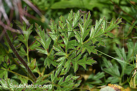 Photo: Pulsatilla alpina ssp. Apiifolia. Leaf and stem.