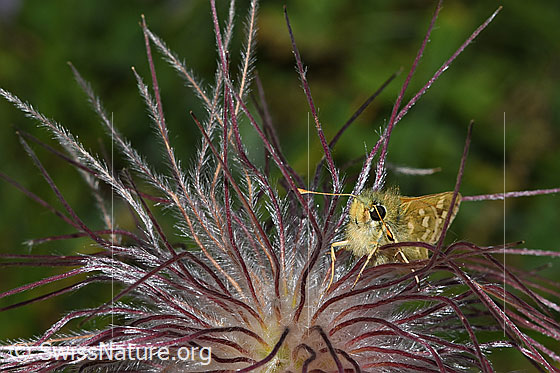 Foto: Weissfleckiger Kommafalter (Hesperia comma) auf verblühter Schwefel-Anemone (Pulsatilla alpina ssp. apiifolia). Ansicht von schräg vorne.