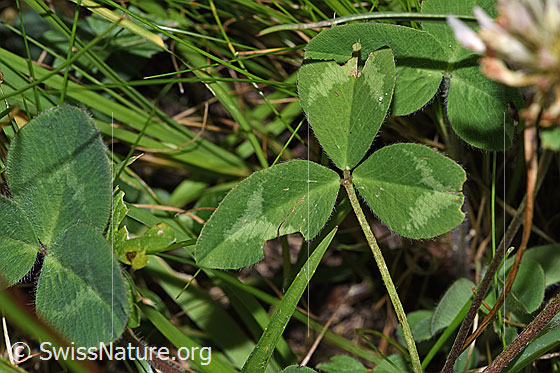 Photo: Trifolium pratense ssp. nivale. Leaves.