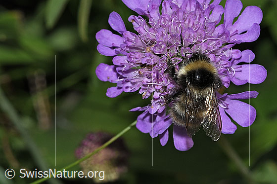Foto: Wahrscheinlich Pyrenäenhummel (Bombus pyrenaeus) auf Glänzender Skabiose (Scabiosa lucida). Länge 9 - 20mm. Ansicht von oben.