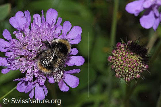 Foto: Wahrscheinlich Pyrenäenhummel (Bombus pyrenaeus) auf Glänzender Skabiose (Scabiosa lucida). Länge 9 - 20mm. Ansicht von hinten oben.