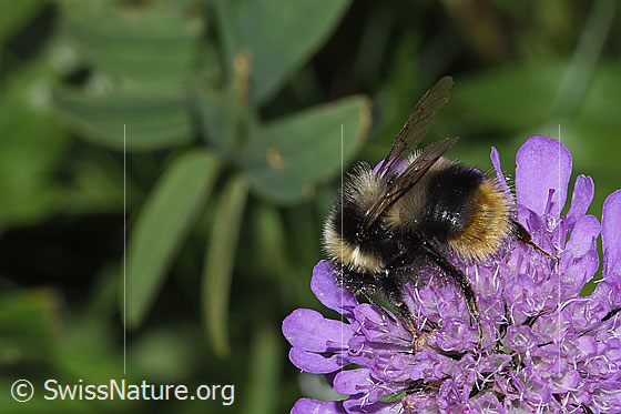 Foto: Wahrscheinlich Pyrenäenhummel (Bombus pyrenaeus) auf Glänzender Skabiose (Scabiosa lucida). Länge 9 - 20mm. Ansicht von der Seite.