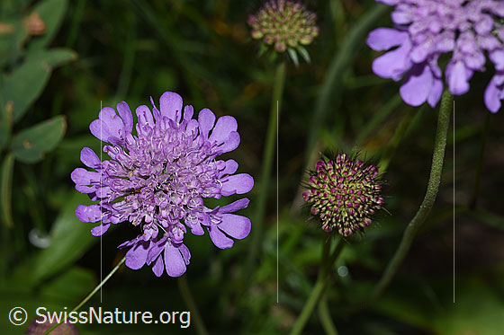 Foto: Glänzende Skabiose (Scabiosa lucida). Blüte. Ansicht von oben.