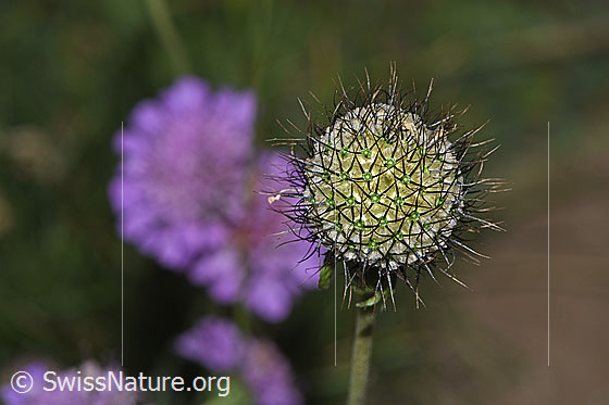 Foto: Glänzende Skabiose (Scabiosa lucida). Verblühte Blüte.