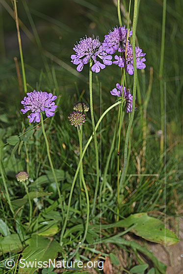 Photo: Scabiosa lucida. Whole plant (habiti).