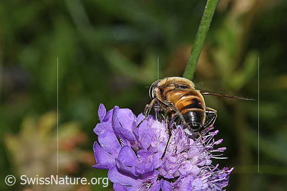 Foto: Mistbiene (Eristalis tenax) auf Glänzende Skabiose (Scabiosa lucida). Länge 14 - 16mm. Ansicht von hinten.