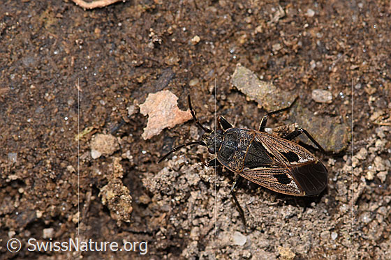 Foto: Rhyparochromus pini (Wanze). Länge 6.8 - 8.1mm. Ansicht von oben.