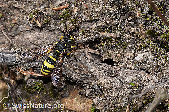 Foto: Bienenjagende Knotenwespe (Cerceris rybyensis). Länge 6 - 10mm. Männchen. Ansicht von seitlich hinten.