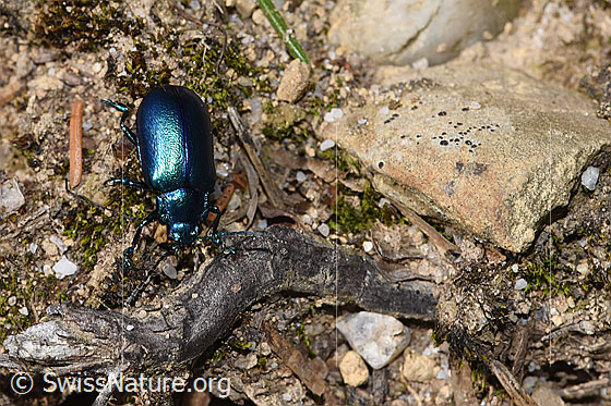 Foto: Wahrscheinlich Oreina cacaliae (Blattkäfer). Länge 8mm. Ansicht von oben.