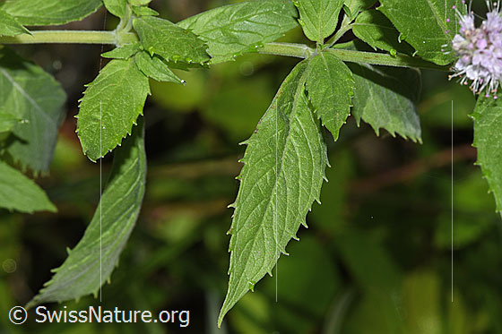 Photo: Mentha longifolia. Leaves and stem. Leaf top.