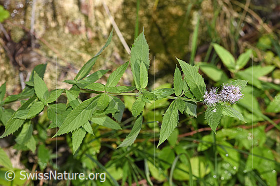 Foto: Rossminze (Mentha longifolia). Ganze Pflanze (Habitus).