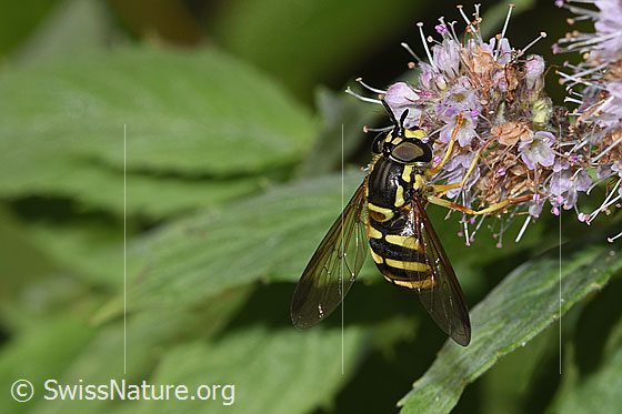 Foto: Gemeine Wespenschwebfliege (Chrysotoxum cautum) auf Rossminze (Mentha longifolia). Länge 10 - 15mm. Weibchen. Ansicht von schräg oben.