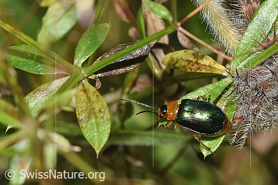 Photo: Sermylassa halensis. Length 5 - 7mm. Female. View from above.