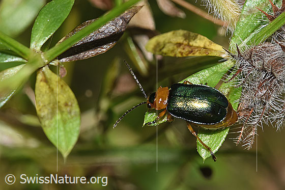 Hallescher Blattkäfer (Sermylassa halensis)