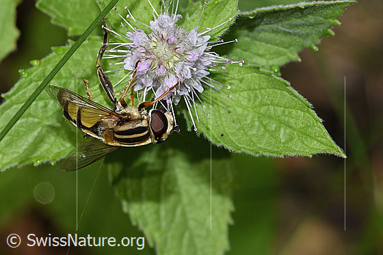 Photo: Helophilus trivittatus on Mentha longifolia. Length 11 - 16mm. Female. Wing half open. View from the side above.