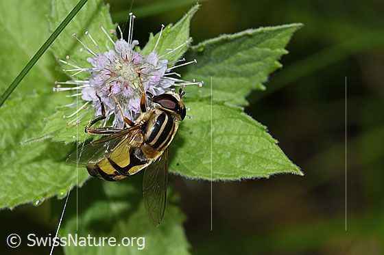 Foto: Grosse Sumpfschwebfliege (Helophilus trivittatus) auf Rossminze (Mentha longifolia). Länge 11 - 16mm. Weibchen. Flügel halb geöffnet. Ansicht von oben.