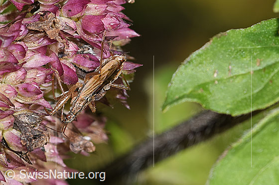 Foto: Rotbraune Sichelwanze (Nabis rugosus) an Echtem Dost (Origanum vulgare). Länge 6 - 7.8mm. Ansicht von seitlich oben.