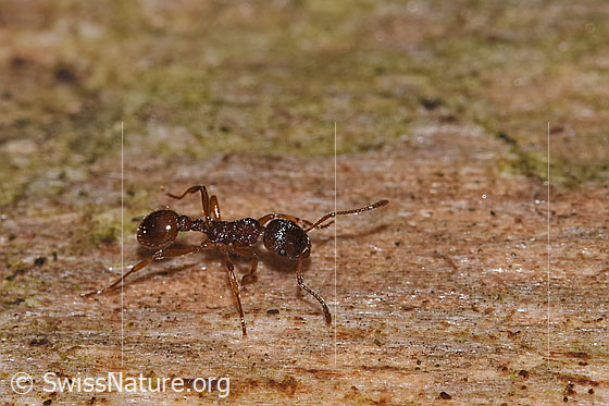 Photo: Probably Myrmica ruginodis. Length 4mm. View from the side.