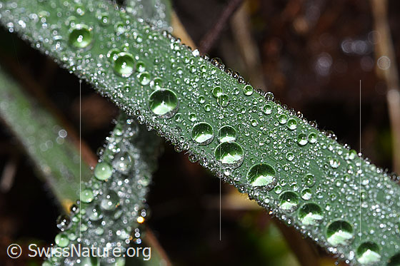 Foto: Wassertropfen auf Grashalm.