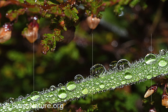 Foto: Tautropfen auf Grashalm.