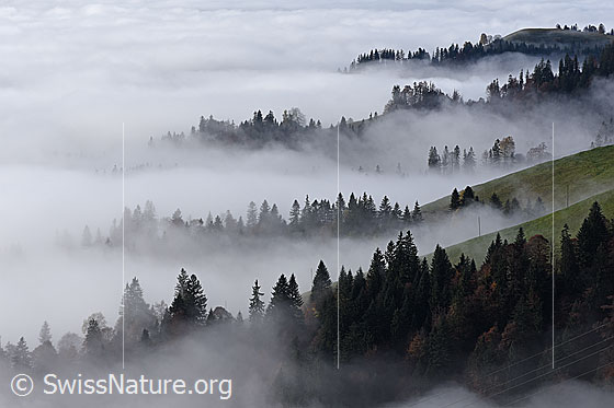 Foto: An der Nebelgrenze.