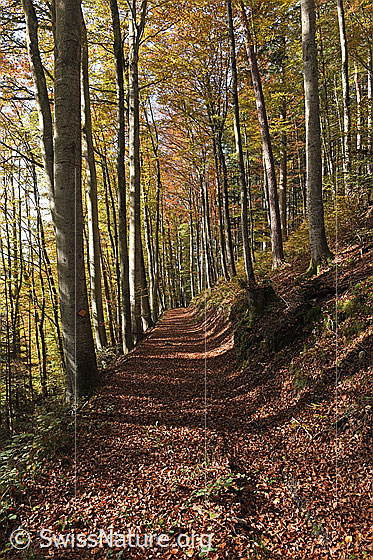 Foto: Wanderweg im herbstlichen Buchenwald.