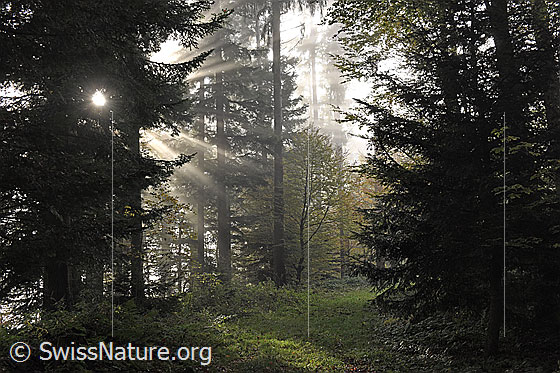 Foto: Nebel und Lichtstrahlen im Wald.