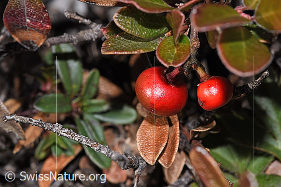 Immergrüne Bärentraube (Arctostaphylos uva-ursi)