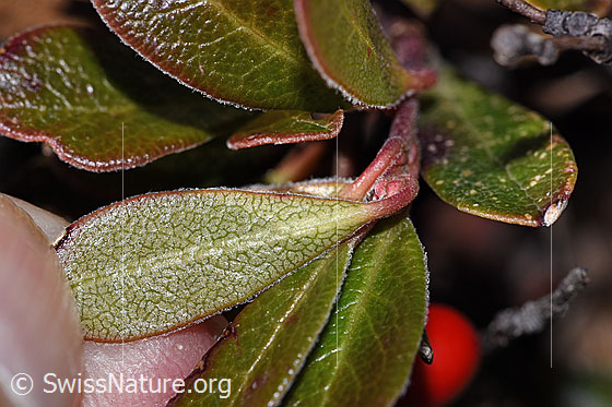 Foto: Immergrüne Bärentraube (Arctostaphylos uva-ursi). Blattunterseite.