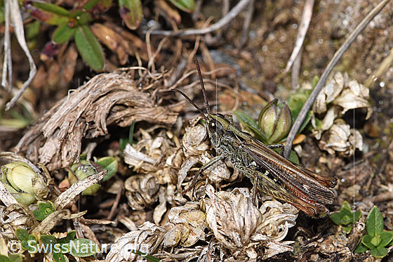 Foto: Verkannter Grashüpfer (Chorthippus mollis). Länge 13 - 17mm. Männchen. Ansicht von der Seite.