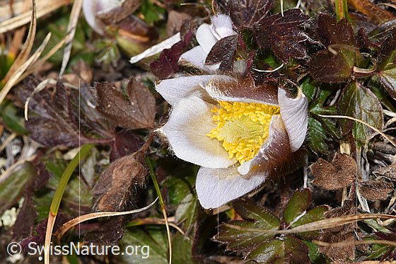 Foto: Frühlings-Anemonen (Pulsatilla vernalis). Blüte und Blätter. Höhe: ca. 4cm. Das Foto entstand am 3. November 2024 auf einer Höhe von ca. 2200m ü.M. In der näheren Umgebung blühten ca. 20 weitere Frühlings-Anemonen (Pulsatilla vernalis).