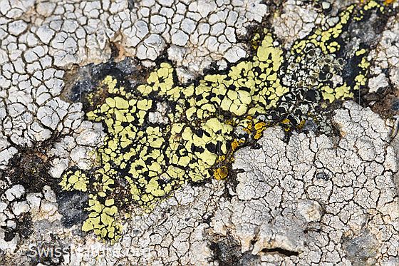 Foto: Gewöhnliche Landkartenflechte (Rhizocarpon geographicum). Grösse HxB = 10x30mm.