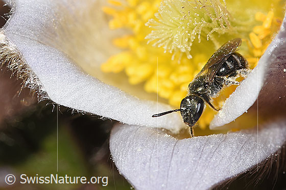Foto: Wahrscheinlich Dunkelgrüne Schmalbiene (Lasioglossum morio) auf Frühlings-Anemone (Pulsatilla vernalis). Länge 6 - 7mm. Weibchen. Ansicht von vorne oben.