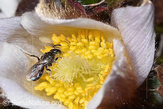 Foto: Wahrscheinlich Dunkelgrüne Schmalbiene (Lasioglossum morio) auf Frühlings-Anemone (Pulsatilla vernalis). Länge 6 - 7mm. Weibchen. Ansicht von seitlich hinten oben.