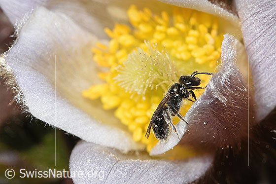Foto: Wahrscheinlich Dunkelgrüne Schmalbiene (Lasioglossum morio) auf Frühlings-Anemone (Pulsatilla vernalis). Länge 6 - 7mm. Weibchen. Ansicht von der Seite.