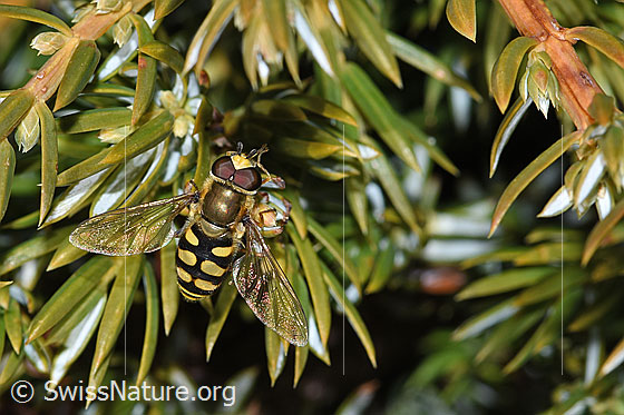 Foto: Mondfleck-Feldschwebfliege (Eupeodes luniger) auf Alpen-Wacholder (Juniperus communis ssp. saxatilis). Länge 9 - 12mm. Männchen. Ansicht von oben.