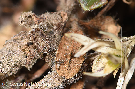Foto: Wahrscheinlich Wiesen-Dickkopfzikade (Anaceratagallia ribauti). 2.7 - 3.3mm. Ansicht von vorne oben.