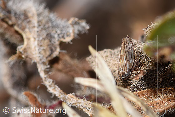 Foto: Wahrscheinlich Wiesen-Dickkopfzikade (Anaceratagallia ribauti). 2.7 - 3.3mm. Ansicht von seitlich oben.