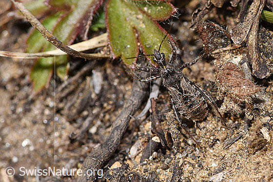 Photo: Coranus subapterus. Length 8.5 - 11.3mm. View from above.