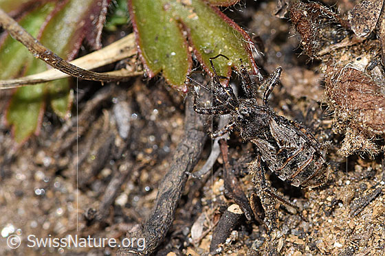 Foto: Kurzflügelige Raubwanze (Coranus subapterus). Länge 8.5 - 11.3mm. Ansicht von oben.