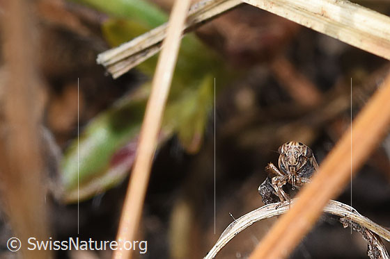 Foto: Wahrscheinlich Wiesen-Dickkopfzikade (Anaceratagallia ribauti). 2.7 - 3.3mm. Ansicht von vorne.