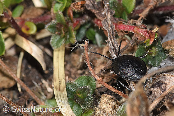 Photo: Galeruca tanaceti. Length 6 - 10mm. Female. View from behind.