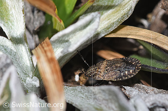 Sciocoris homalonotus (Baumwanze)