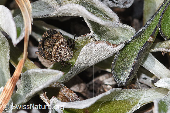 Foto: Sciocoris homalonotus (Baumwanze). Länge 5mm. Ansicht von vorne.