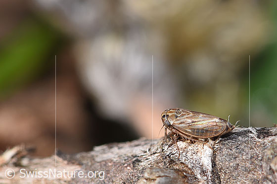 Foto: Wahrscheinlich Wiesen-Dickkopfzikade (Anaceratagallia ribauti). 2.7 - 3.3.mm. Ansicht von der Seite.